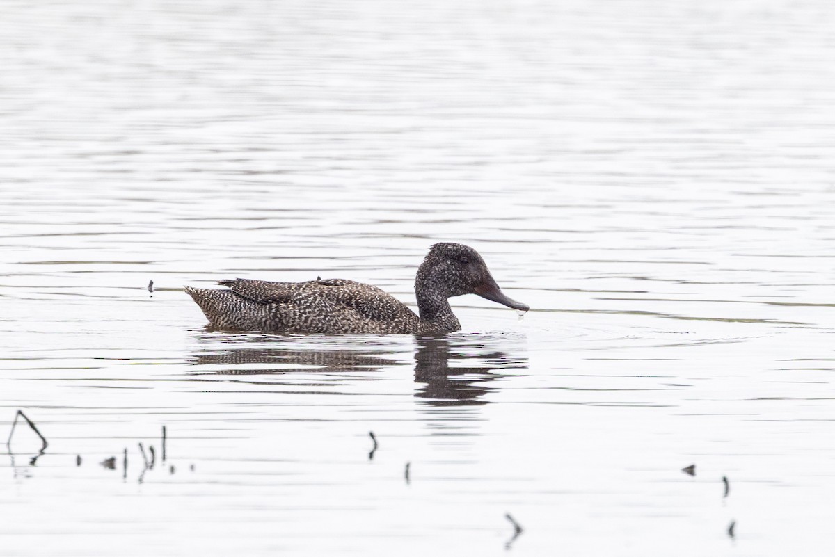 fregneand - ML645637308