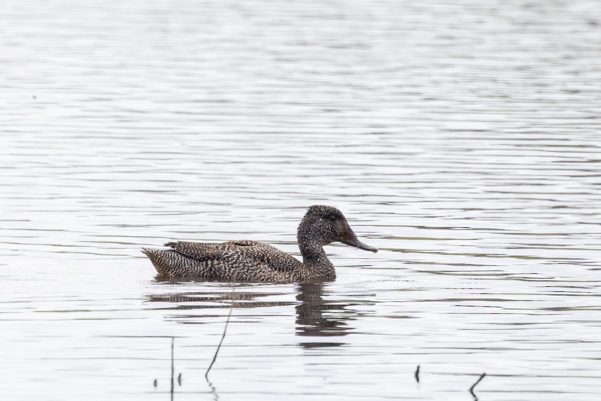 fregneand - ML645637309