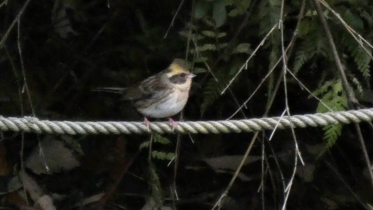 gulstrupespurv - ML645637311