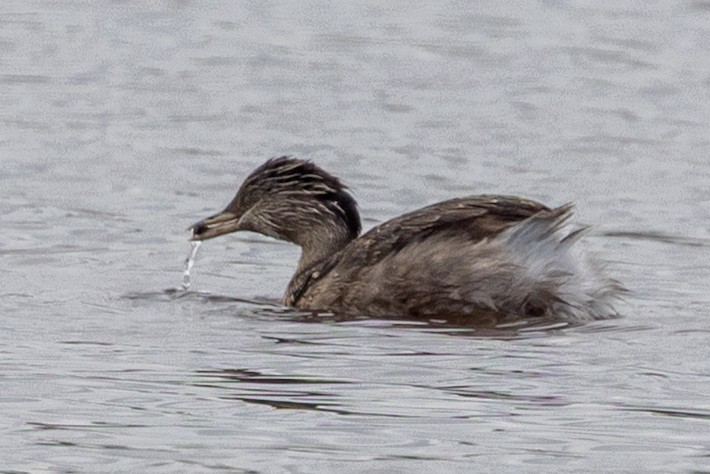 sølvhodedykker - ML645637313