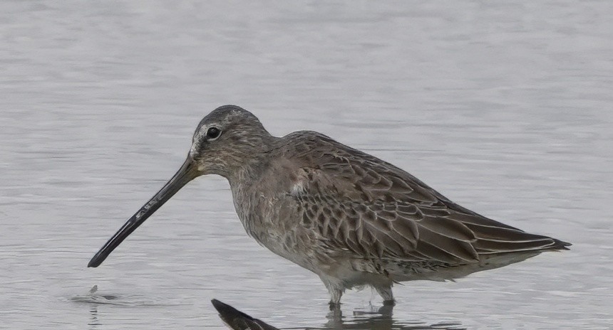 Uzun Gagalı Suçulluğu - ML645637314