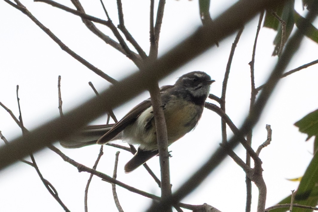 Gri Katmerkuyruk - ML645637315