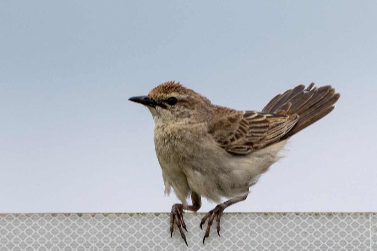 Kızıl Otlak Ötleğeni - ML645637316