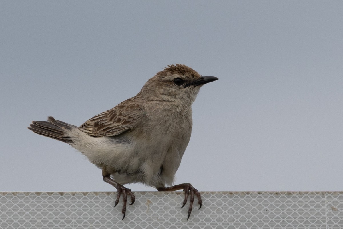 Kızıl Otlak Ötleğeni - ML645637317