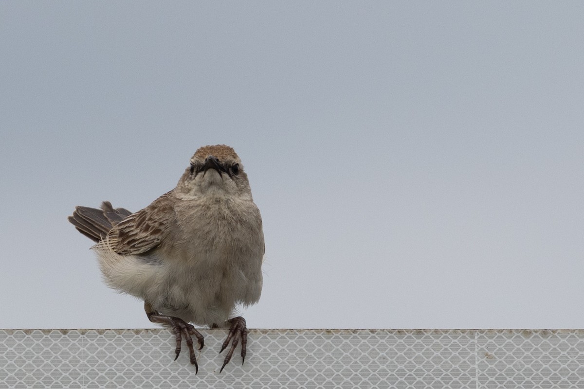 Kızıl Otlak Ötleğeni - ML645637318