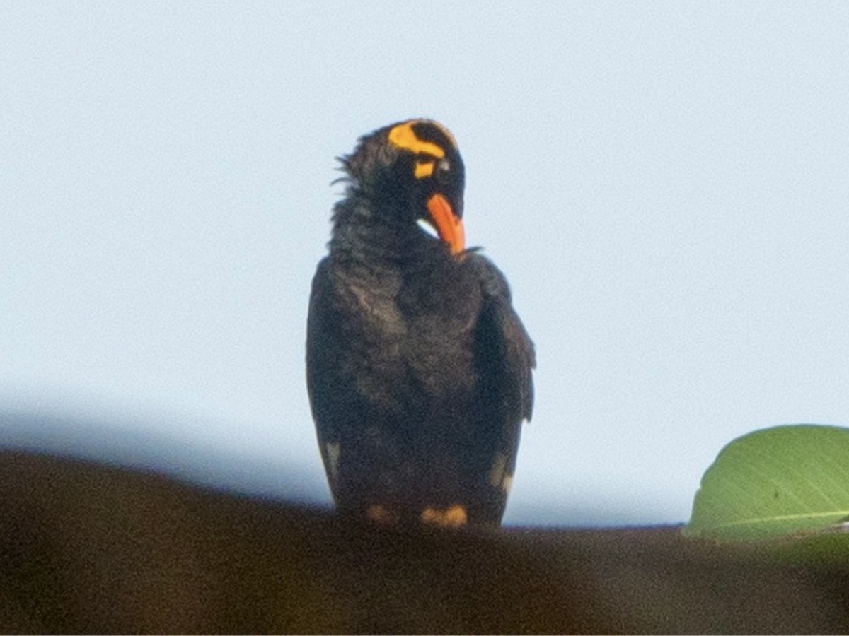 Hint Küpeli Çiğdecisi - ML645637319