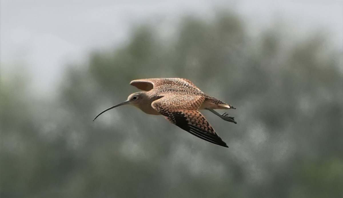 Uzun Gagalı Kervançulluğu - ML645637320