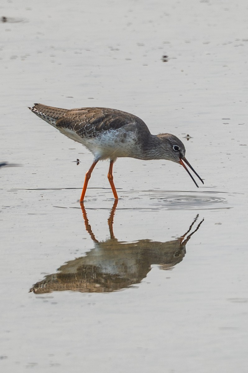 Kızılbacak - ML645637321