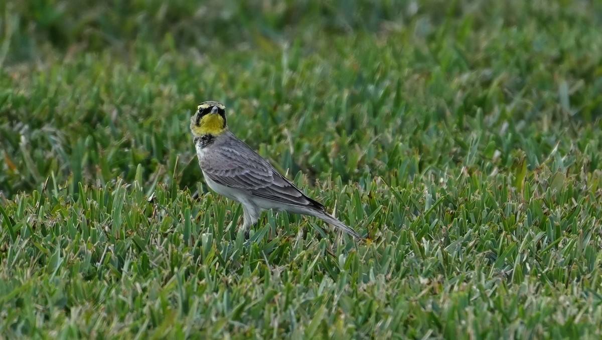 Kulaklı Toygar - ML645637325