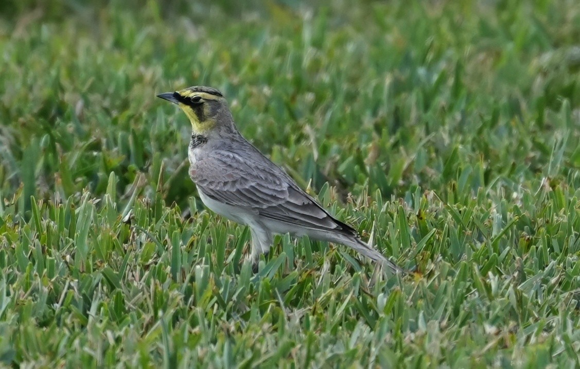 Kulaklı Toygar - ML645637326