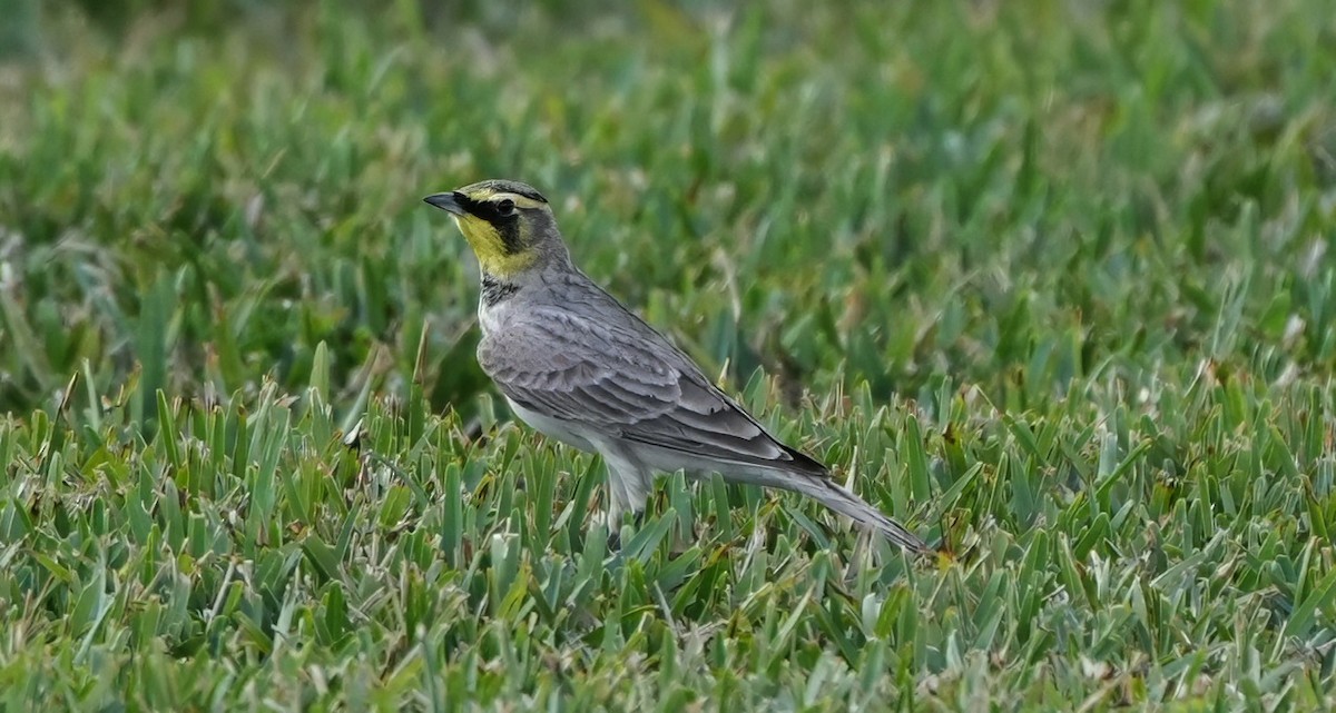 Kulaklı Toygar - ML645637327