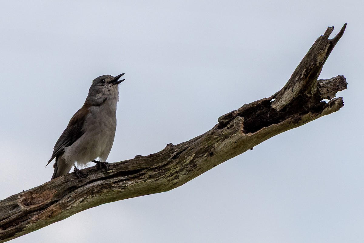 Gri Islıkçıardıç - ML645637328