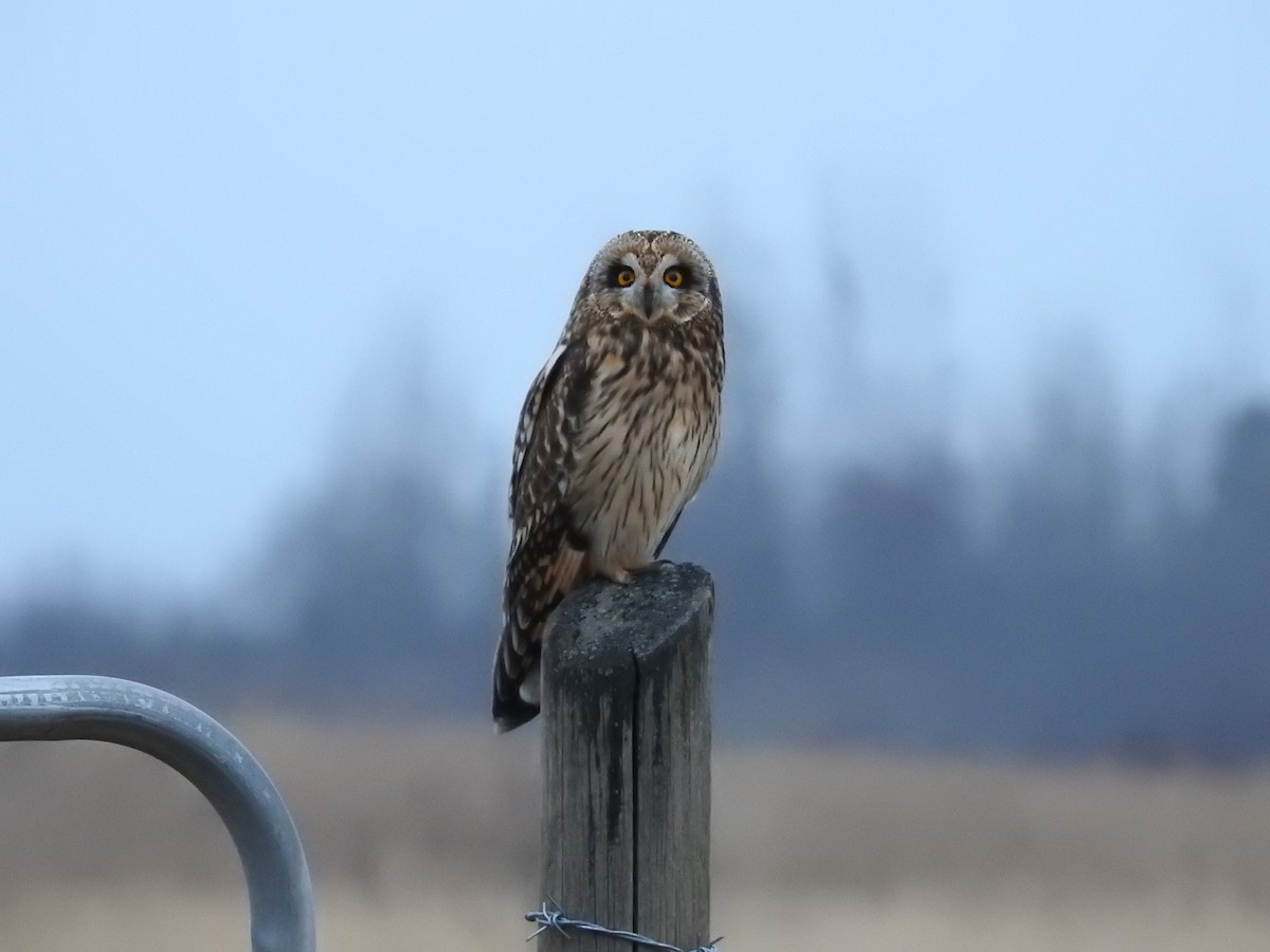 Kır Baykuşu - ML645637329