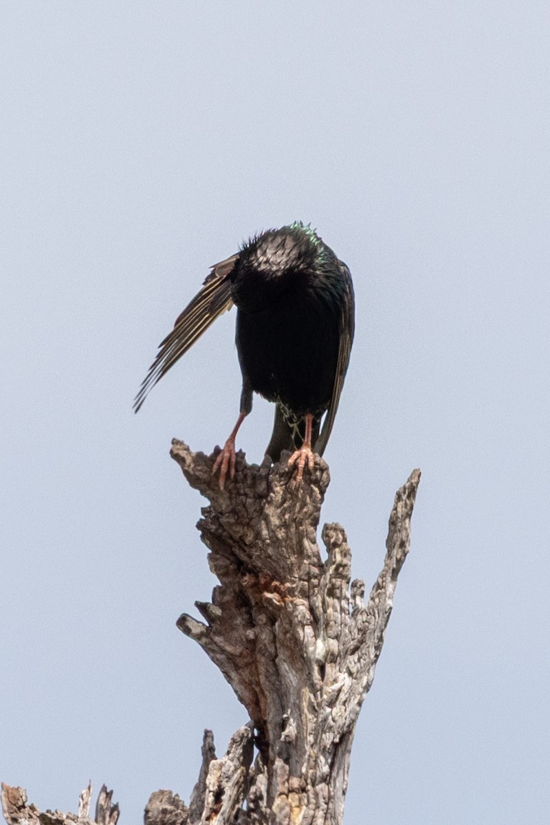 Sığırcık - ML645637330