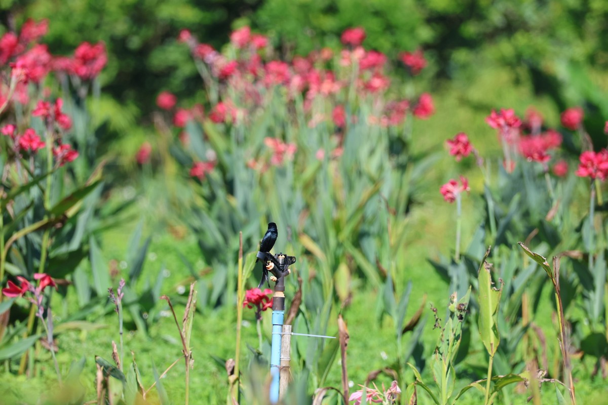 Kara/Kül Rengi Drongo - ML645637331