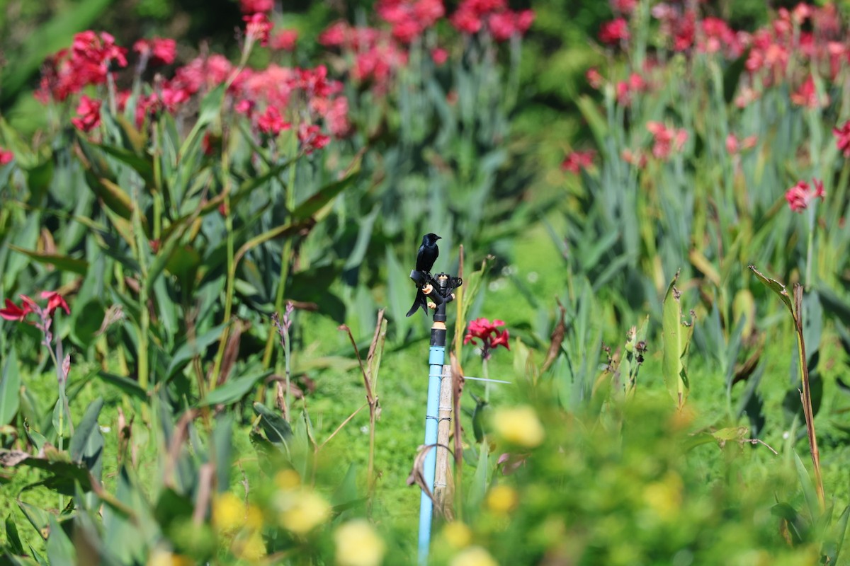 Kara/Kül Rengi Drongo - ML645637332