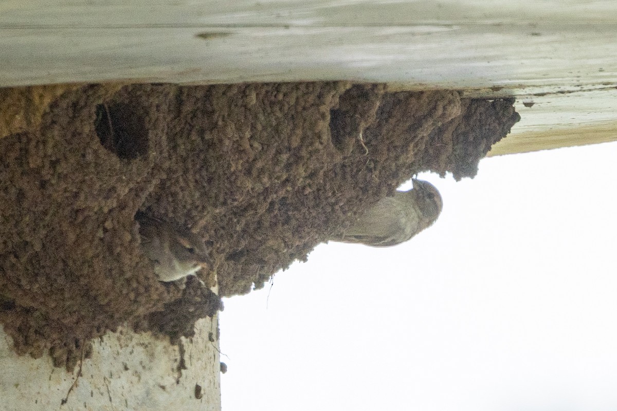 Serçe - ML645637334