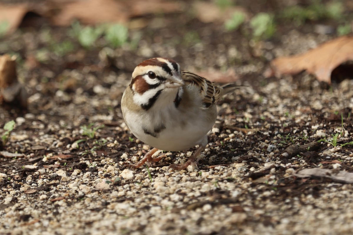 Lark Sparrow - ML645637342
