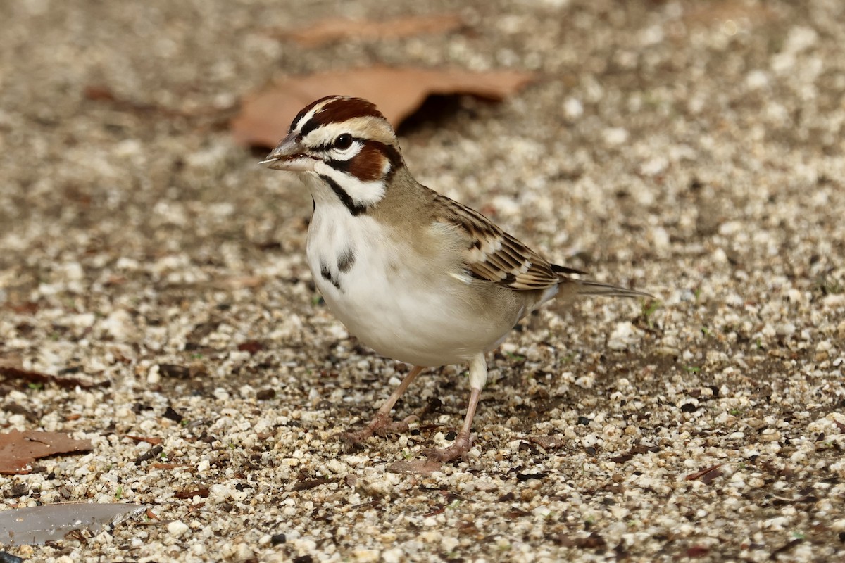 Lark Sparrow - ML645637345