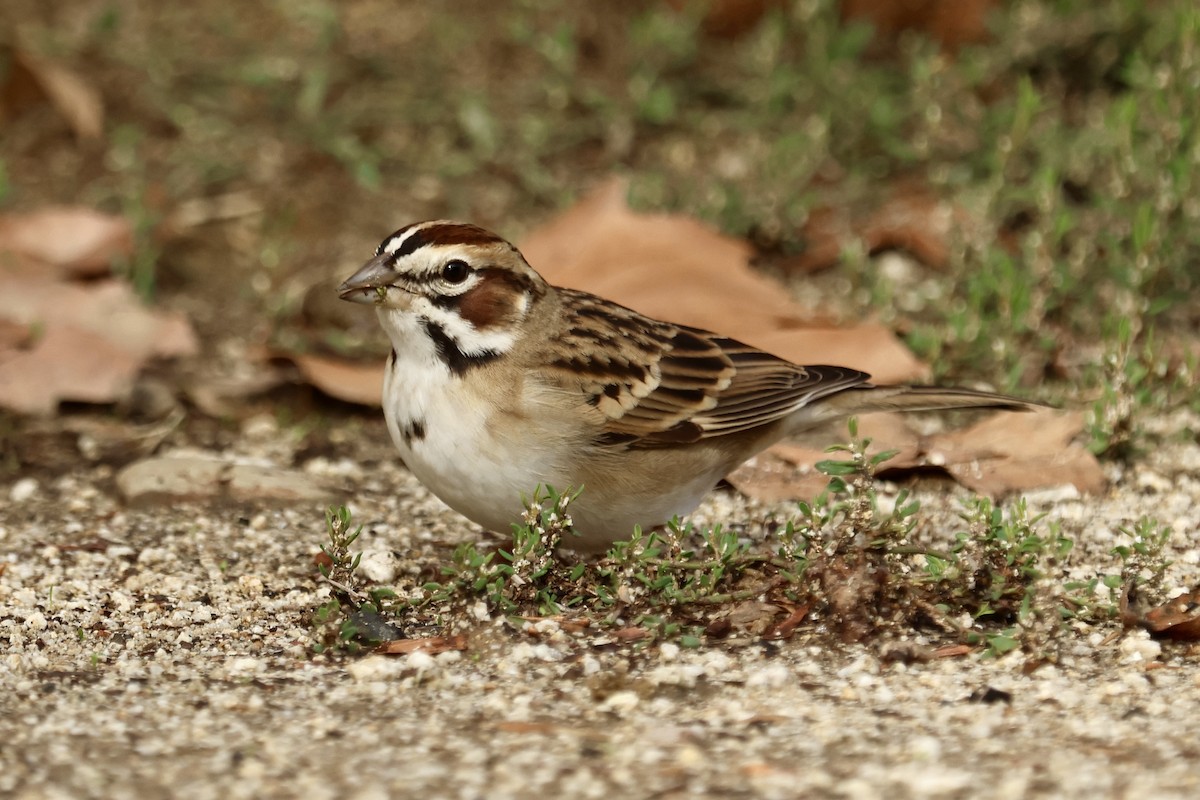 Lark Sparrow - ML645637346