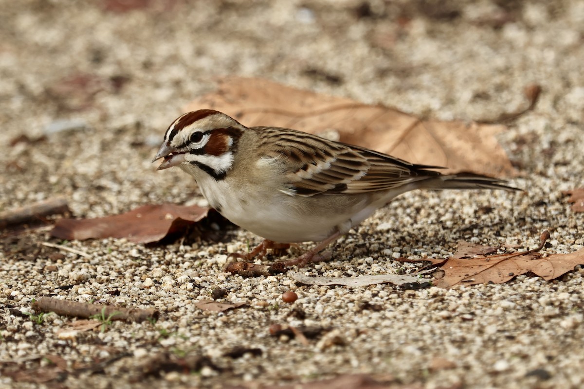 Lark Sparrow - ML645637349