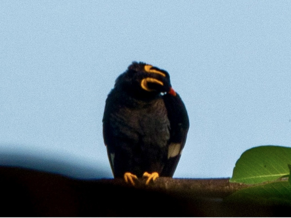 loskuták jižní - ML645637362