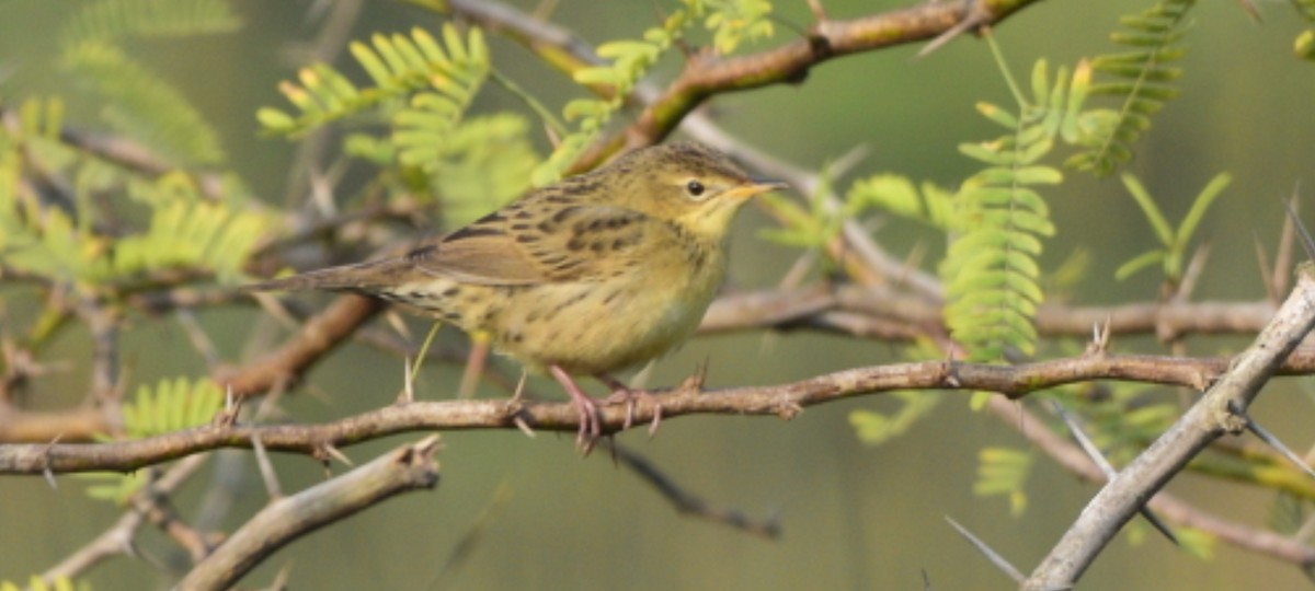 Обыкновенный сверчок - ML645637372