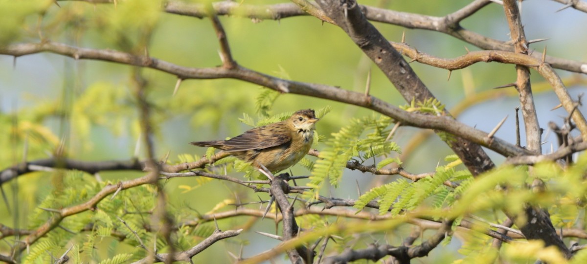 Обыкновенный сверчок - ML645637373