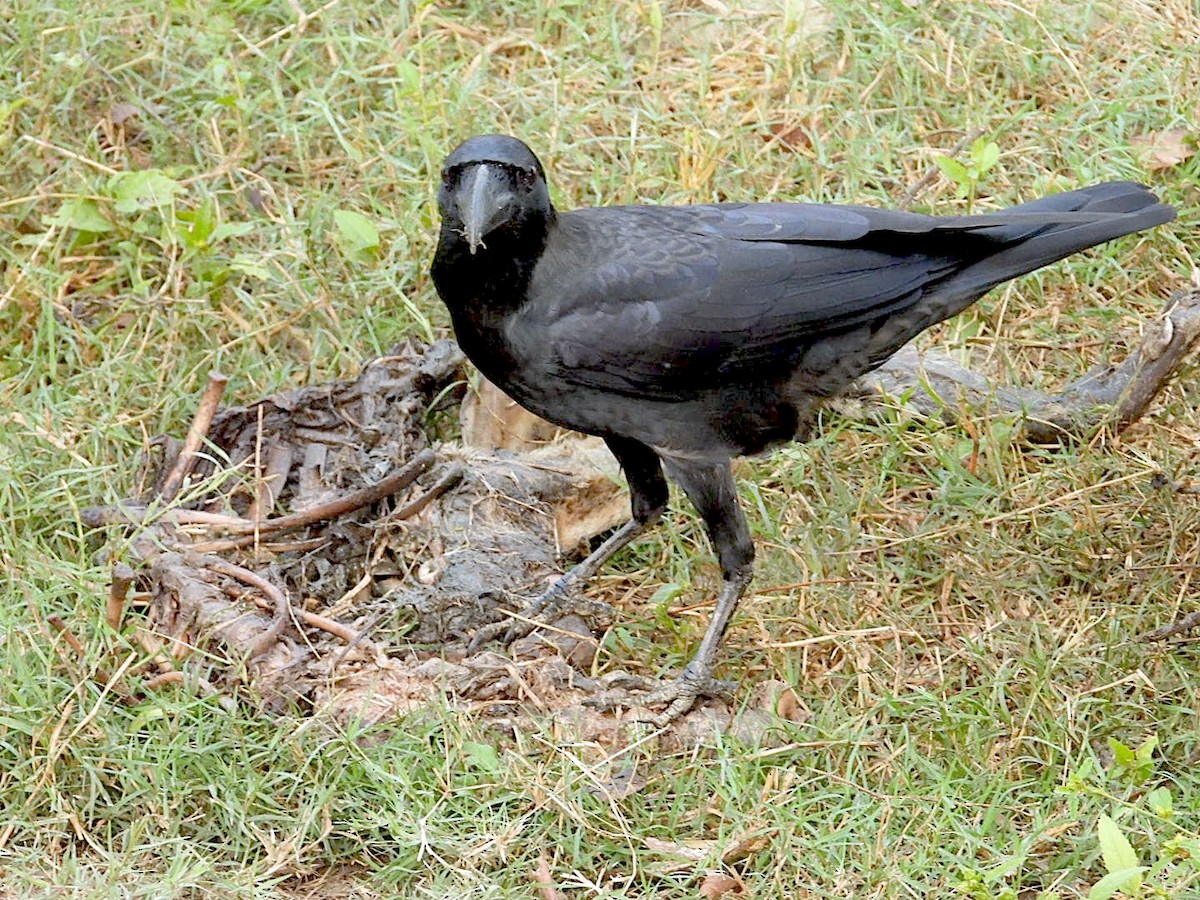 Large-billed Crow - ML645637376