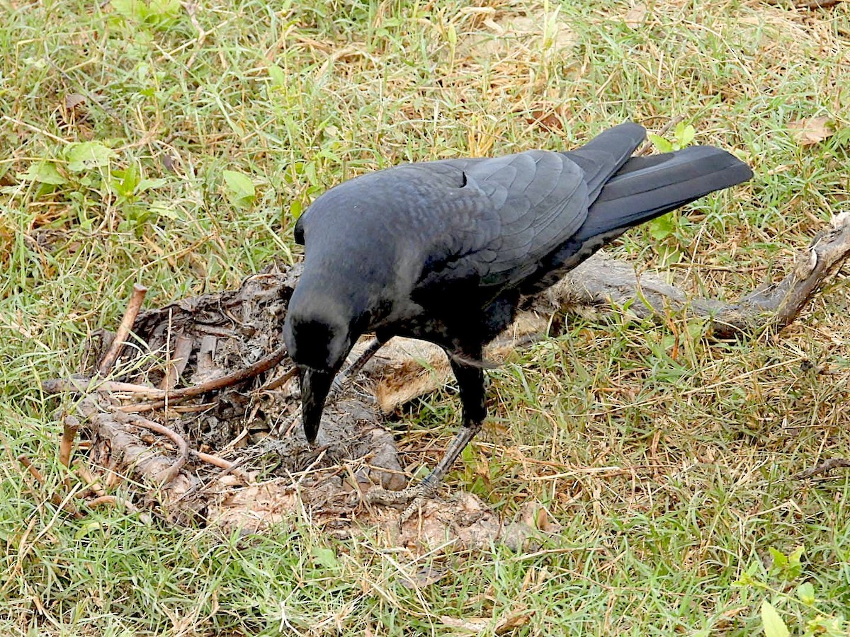 Large-billed Crow - ML645637377