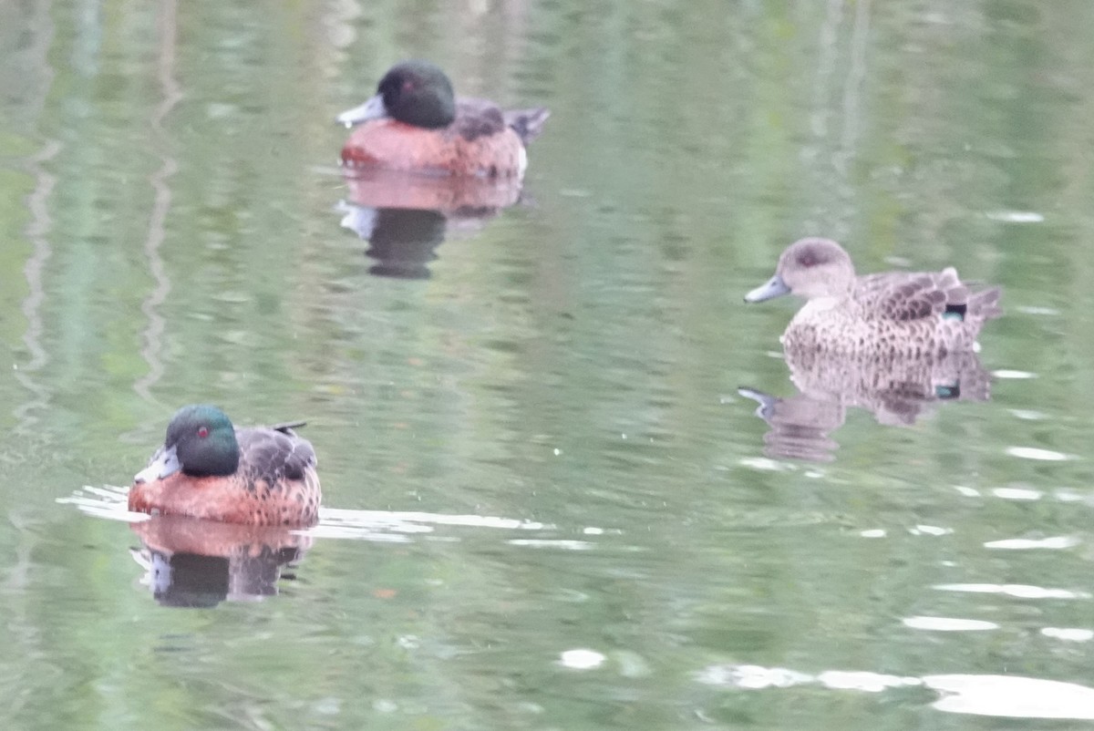 Chestnut Teal - ML645637382