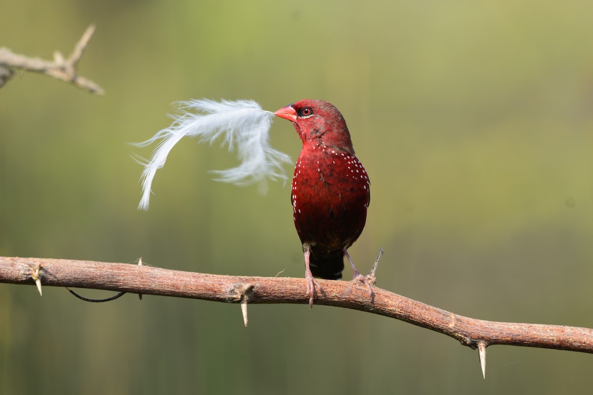 Red Avadavat - ML645637397