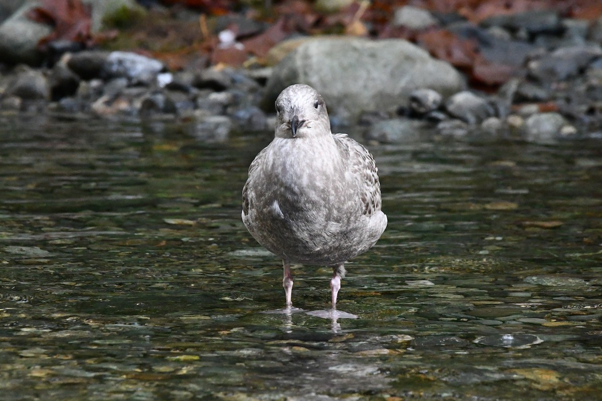 Iceland Gull (Thayer's) - ML645637417