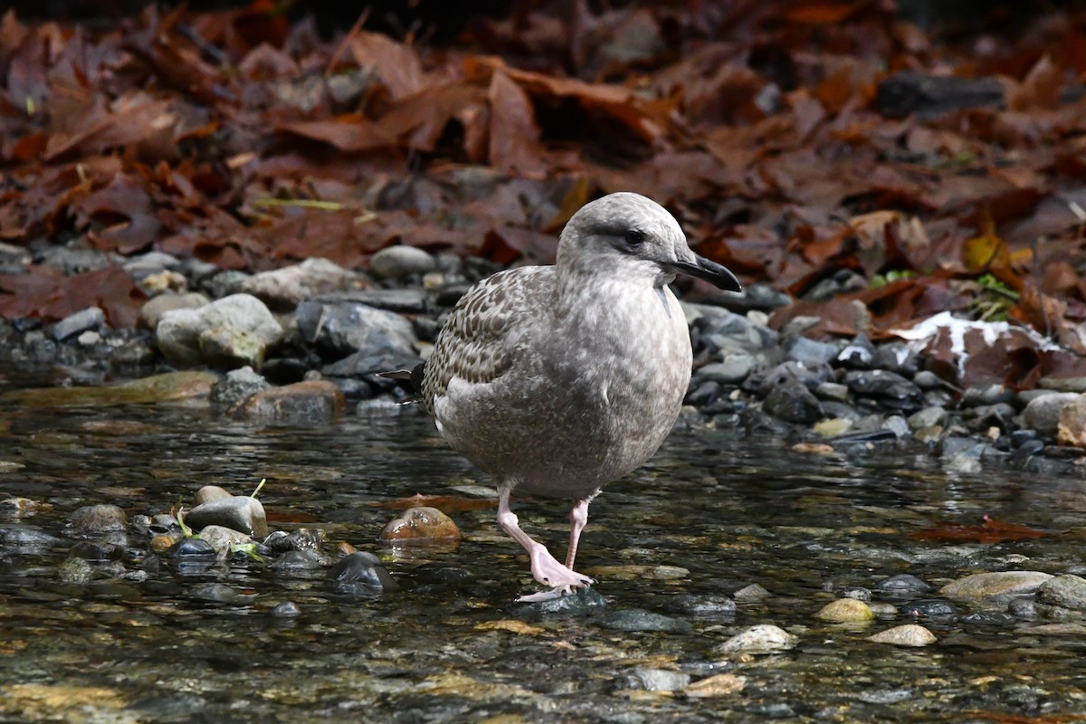 Iceland Gull (Thayer's) - ML645637420