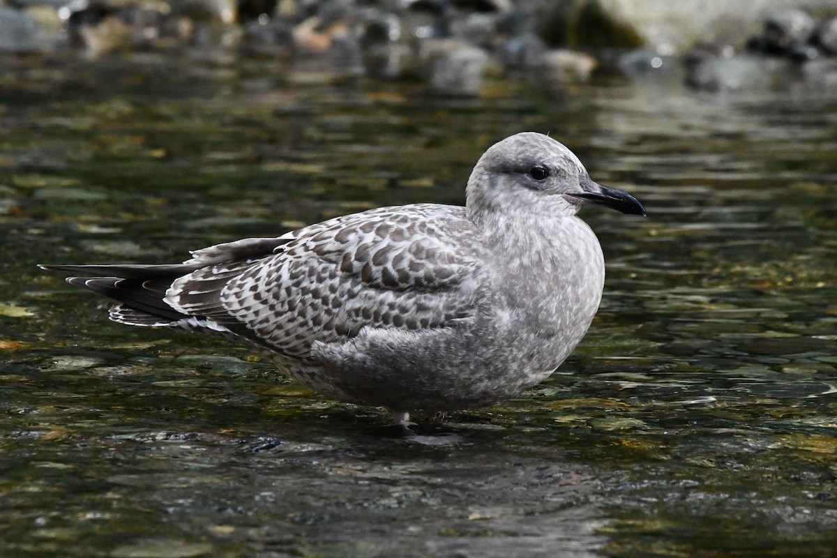 Iceland Gull (Thayer's) - ML645637422