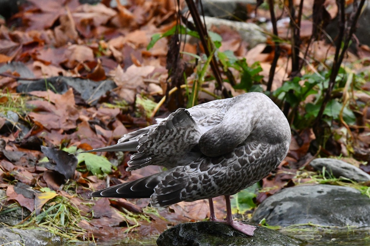 Iceland Gull (Thayer's) - ML645637423