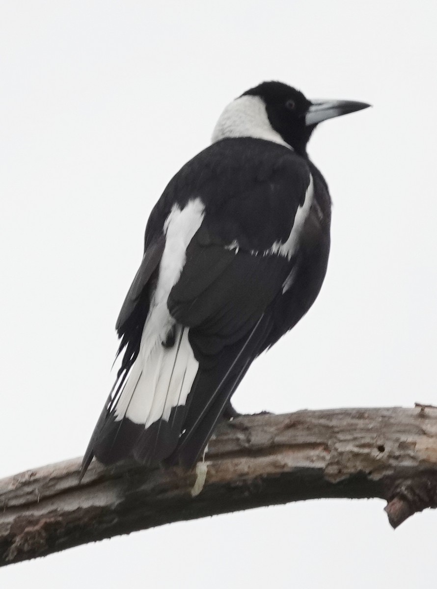 Australian Magpie (Black-backed) - ML645637427