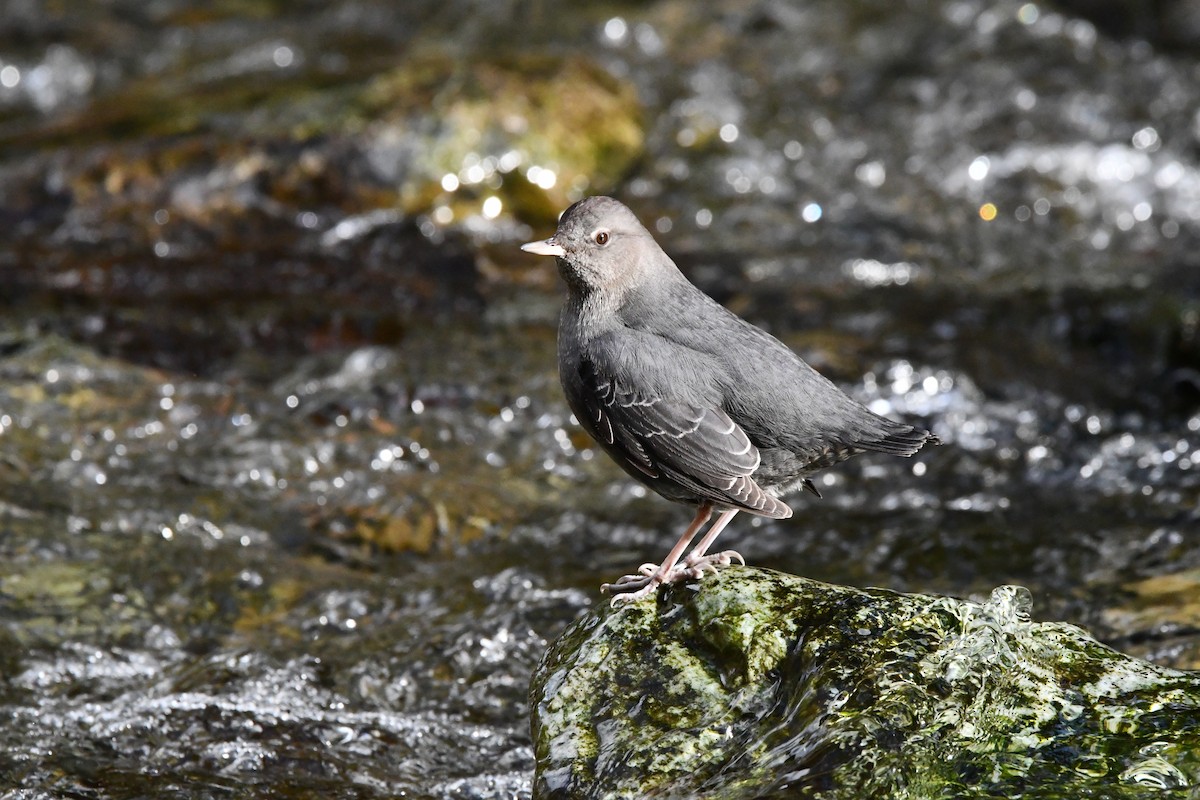 American Dipper - ML645637428