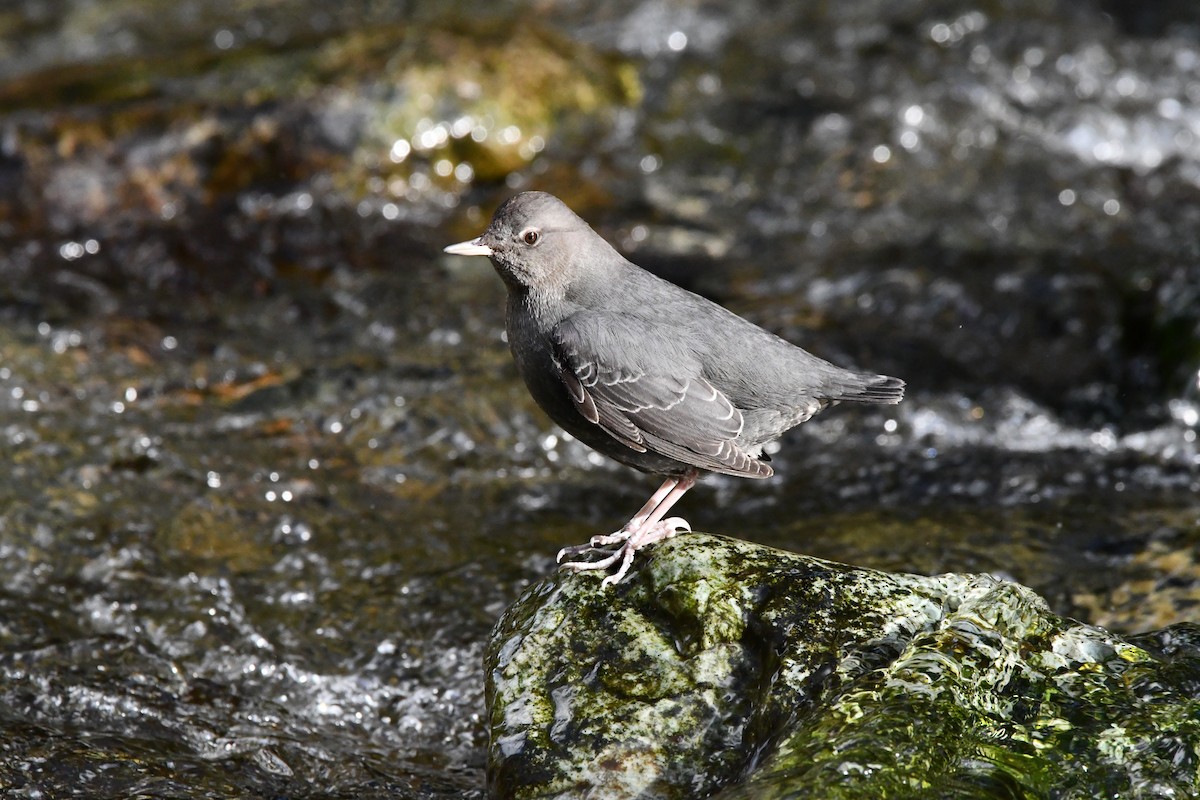 American Dipper - ML645637429