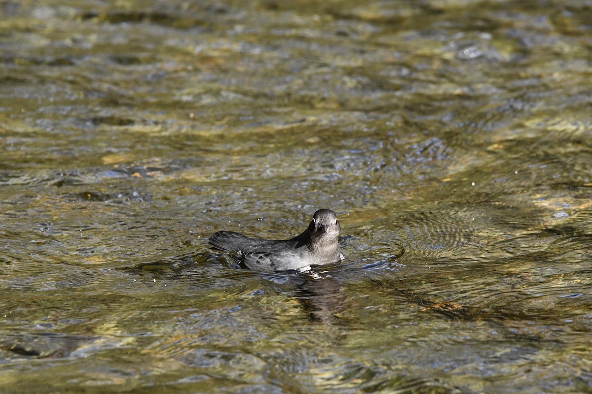 American Dipper - ML645637430