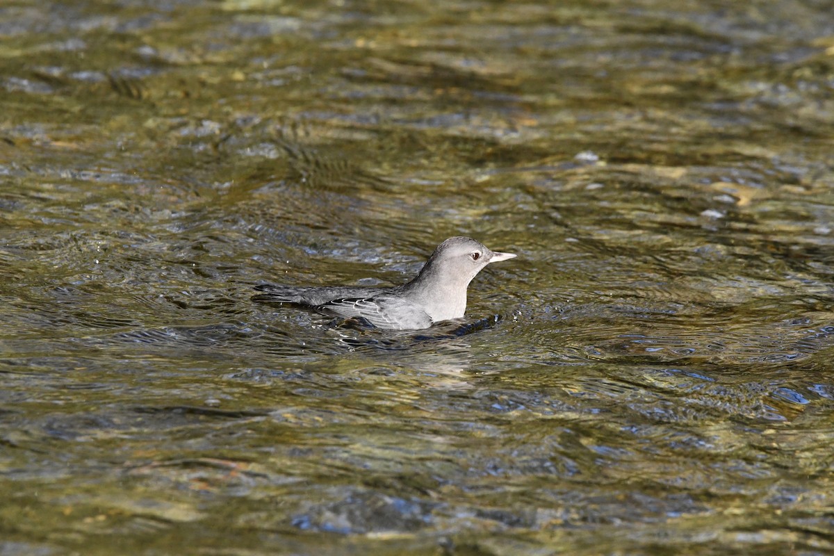 American Dipper - ML645637431