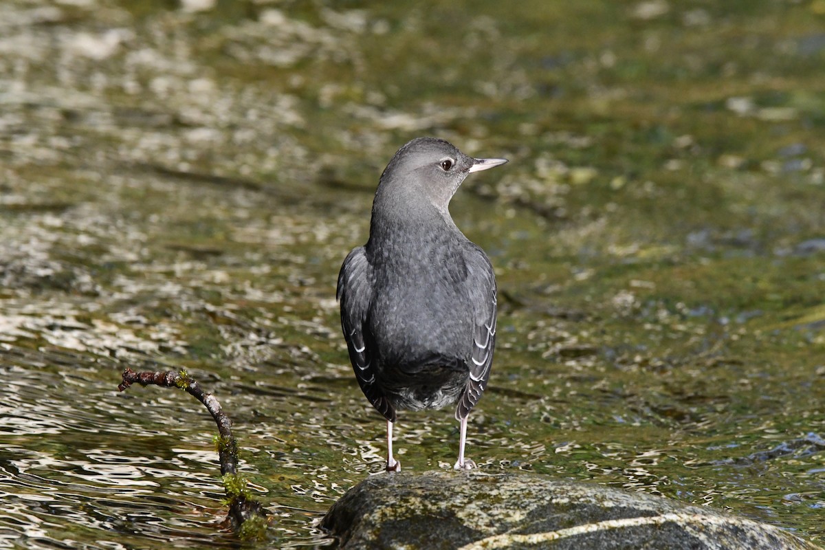 American Dipper - ML645637432