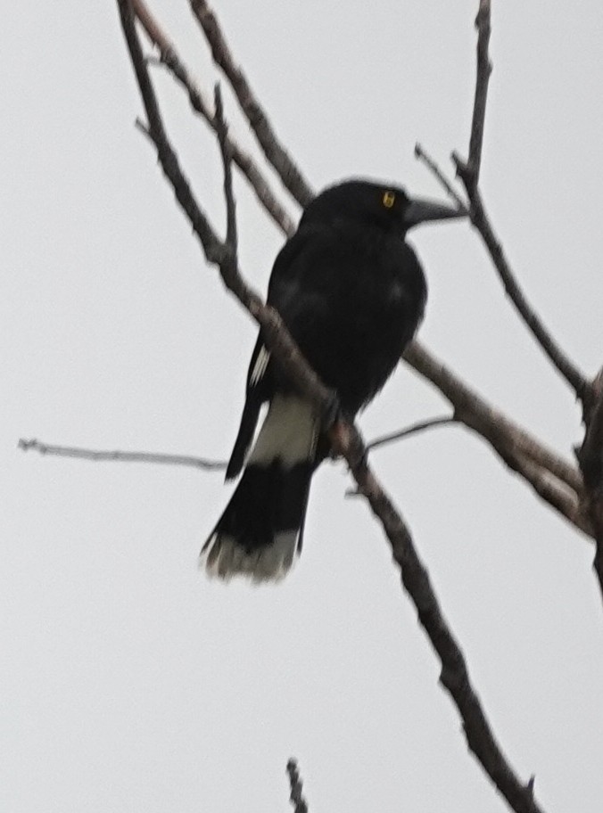 Pied Currawong - ML645637434