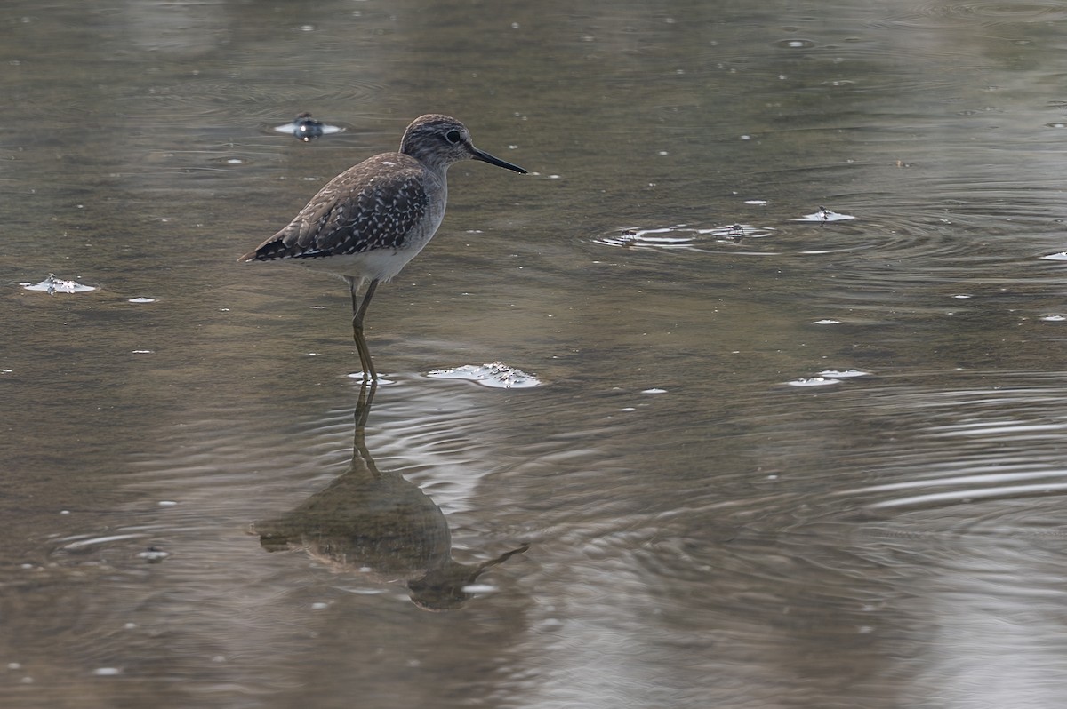 Wood Sandpiper - ML645637435