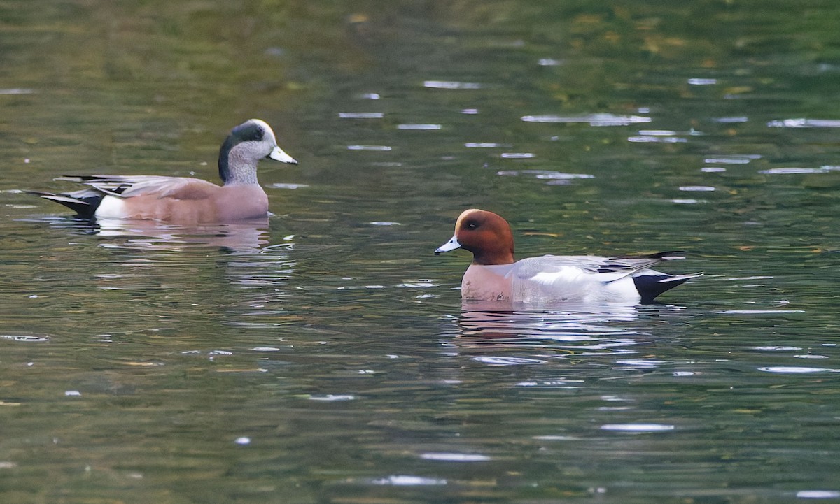 Eurasian Wigeon - ML645637437