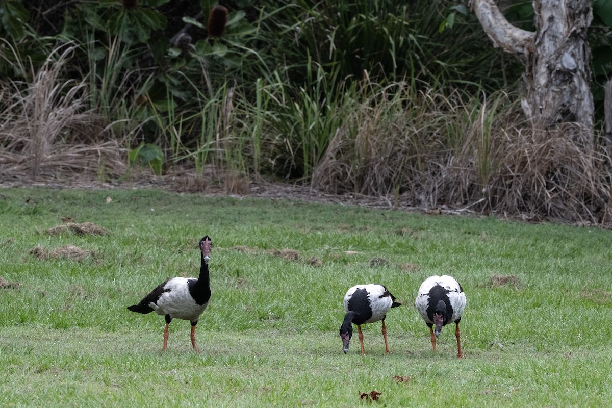 Magpie Goose - ML645637438