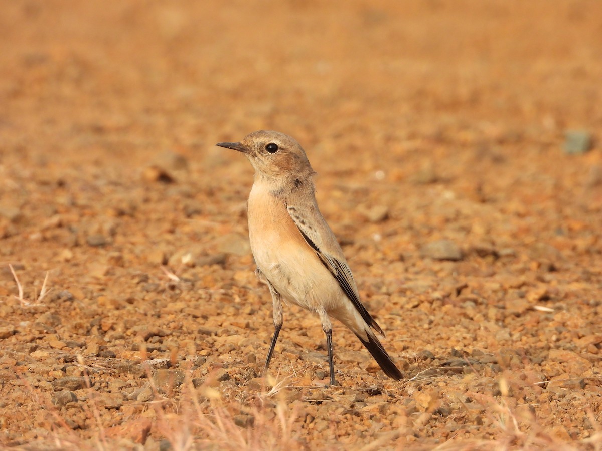 Desert Wheatear - ML645637439