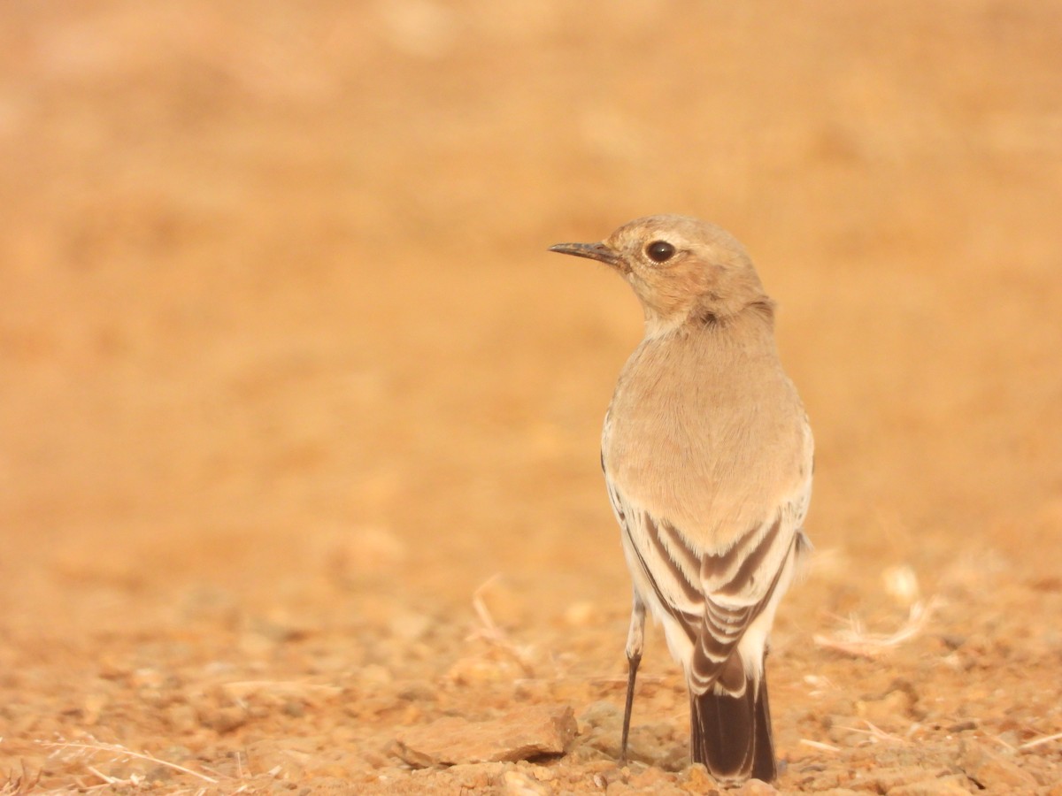 Desert Wheatear - ML645637440