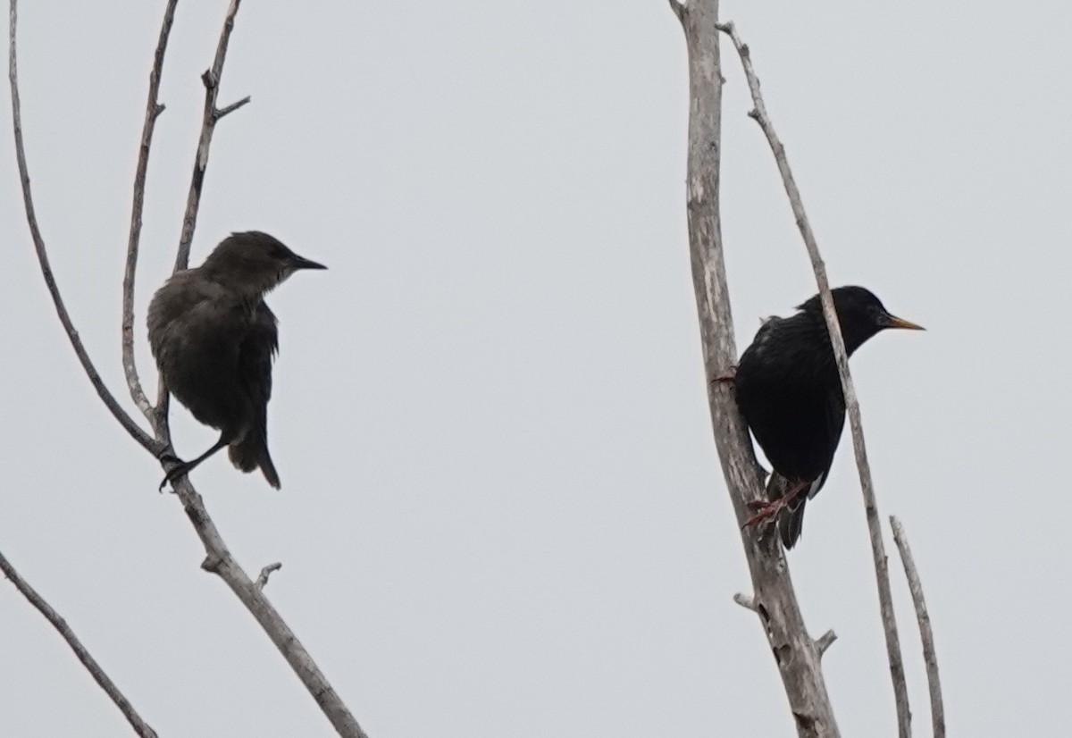 European Starling - ML645637442