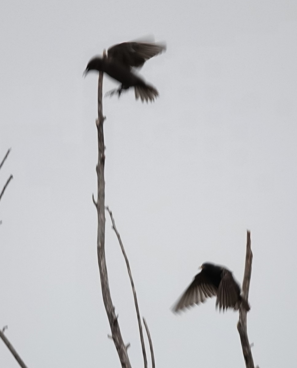 European Starling - ML645637443